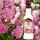 Durra Rosenwasser - ideal zum Backen und Kochen - 250 ml + 25 ml Gratis